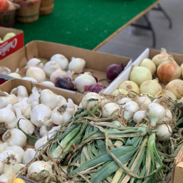 Fresh onions for sale in produce boxes