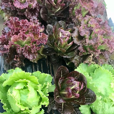 Red and Green lettuces