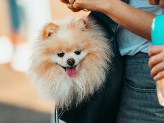 Pomeranian in a carrier at the pet friendly Havana Street Night Market